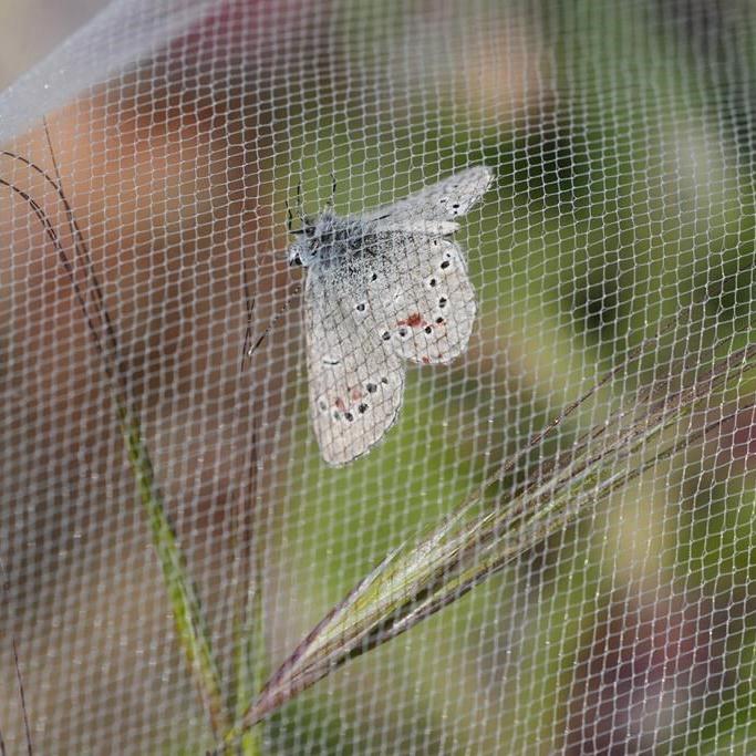 Decades after a US butterfly species vanished, a close relative is released to fill gap